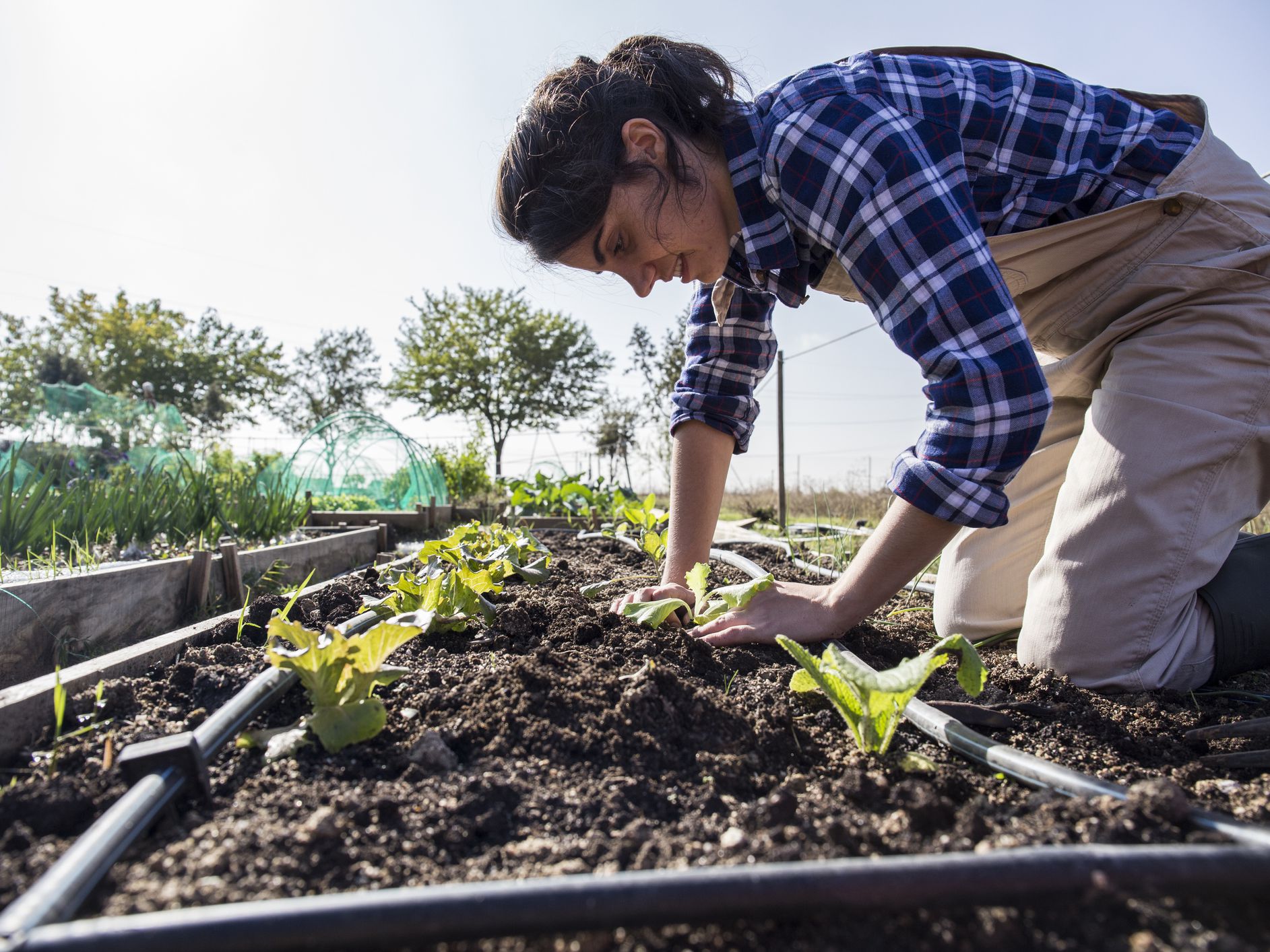 Here’s a glossary of gardening terms