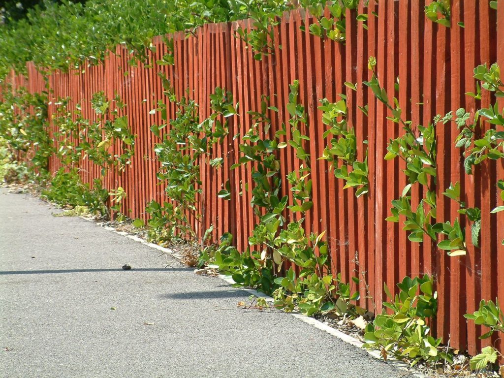 Privacy Screens Don’t Have to Be Unsightly!