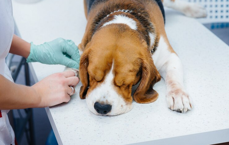 Kennel Cough in Dogs: Recognizing Symptoms and Ensuring Their Well Being