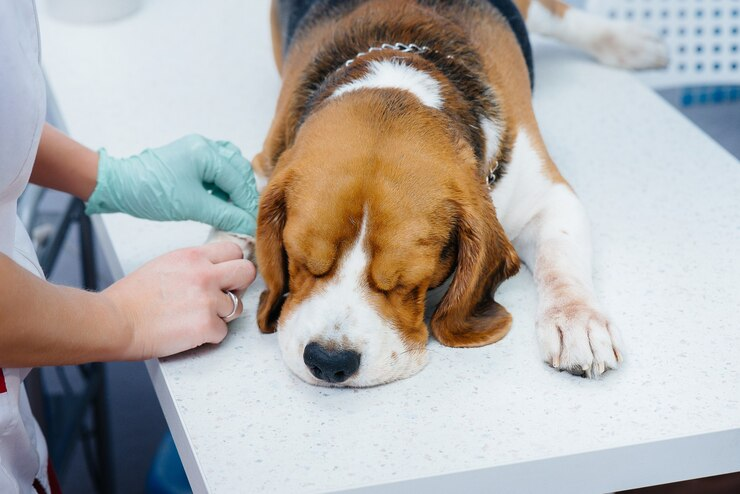 Kennel Cough in Dogs: Recognizing Symptoms and Ensuring Their Well Being