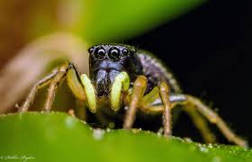 Bog Spiders Will Make You Rethink Your Love Of Cranberries