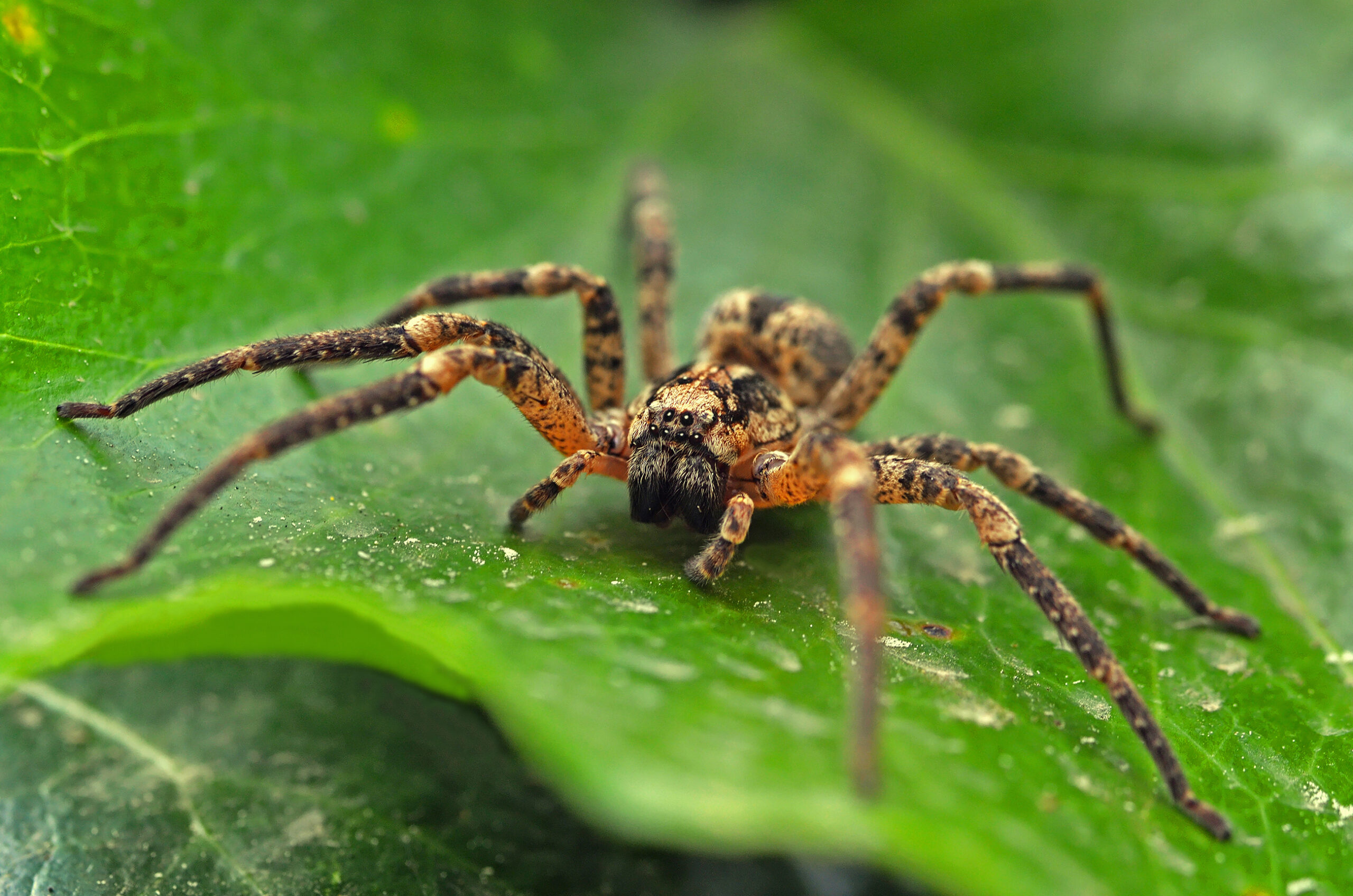 Discover the Fascinating World of Cranberry Bog Spiders: A Video Exploration