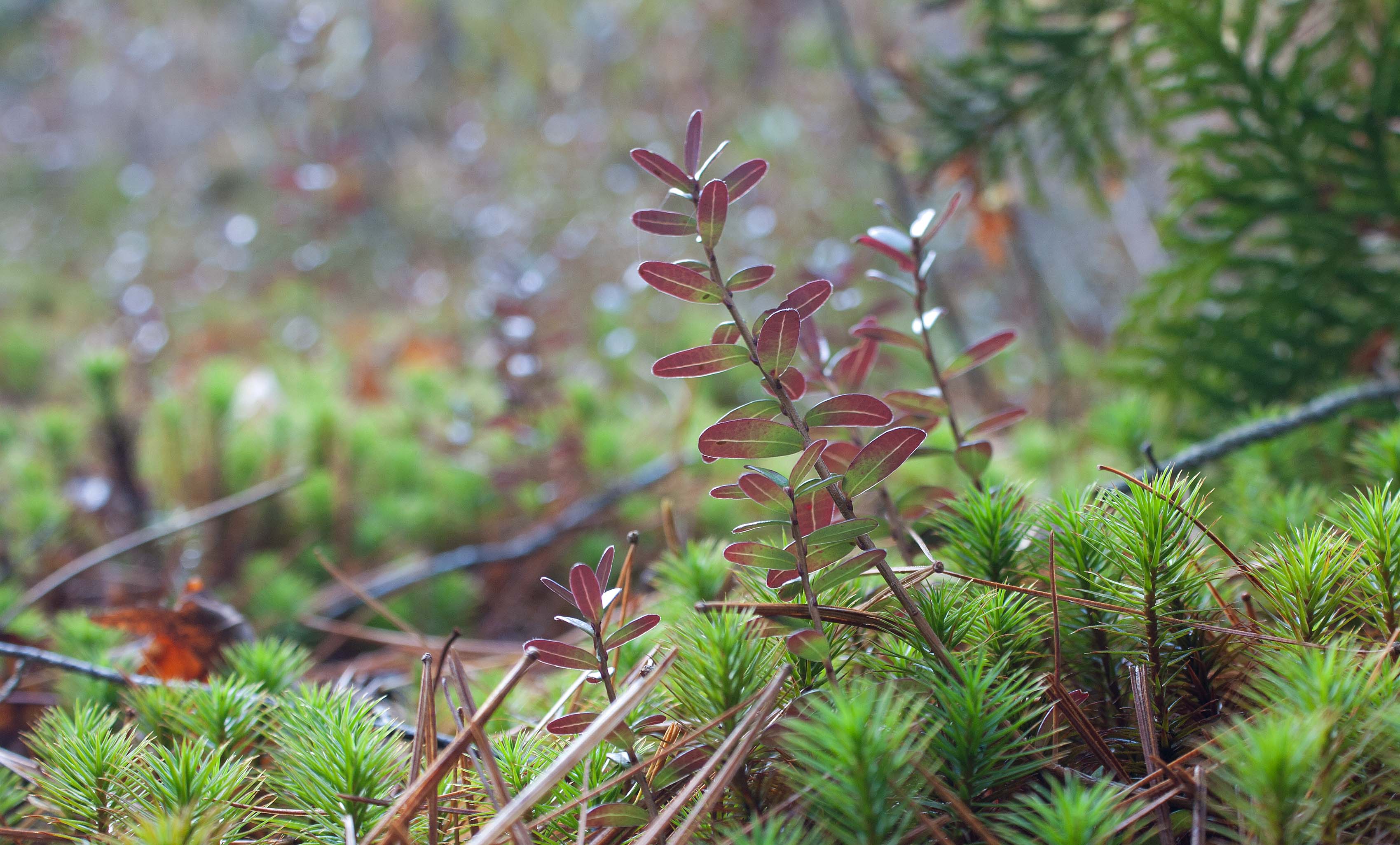 Discovering Bog Spiders: The Hidden Gems of Cranberry Fields