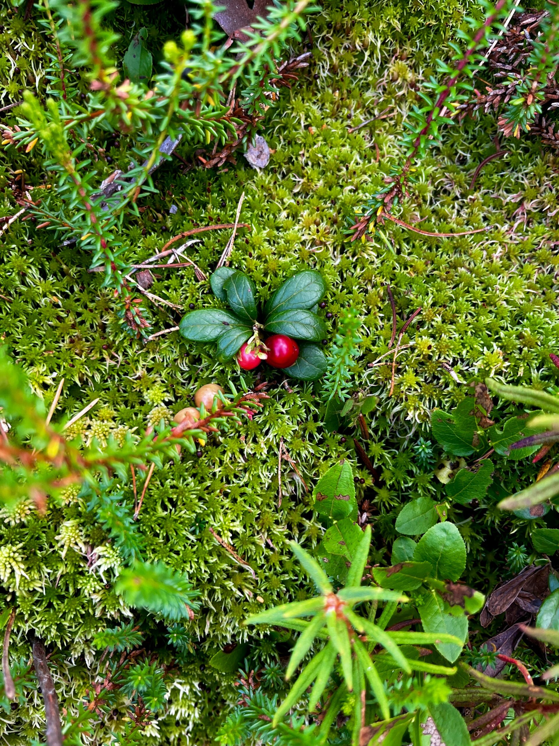 Discovering Cranberry Bog Spiders: Nature’s Hidden Gems