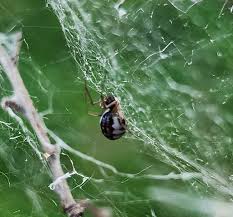 Discovering Warbler Cranberry Bog Spiders: Nature&rsquo;s Hidden Gems