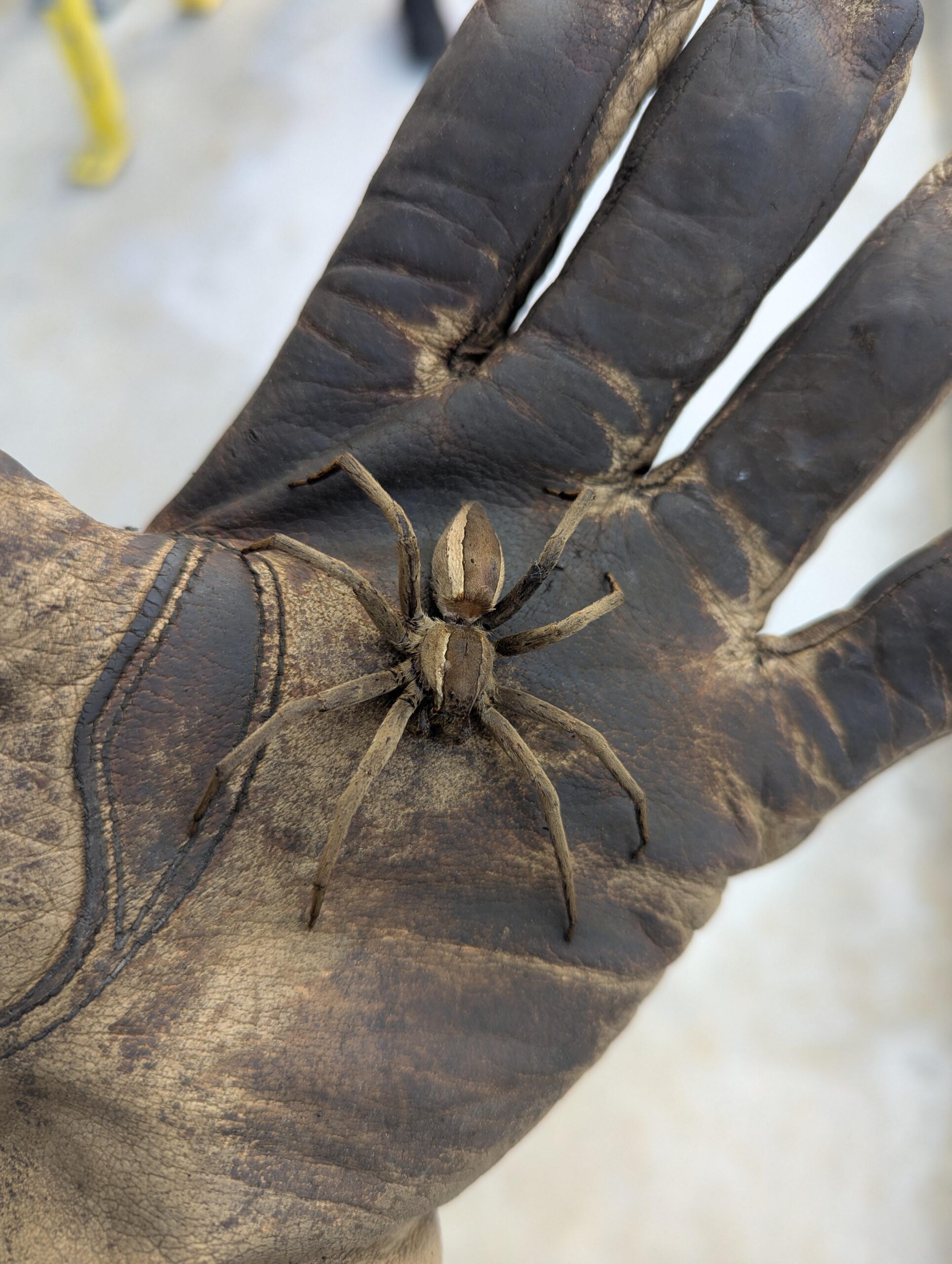 Discovering the Fascinating World of Wolf Spiders in Cranberry Bogs