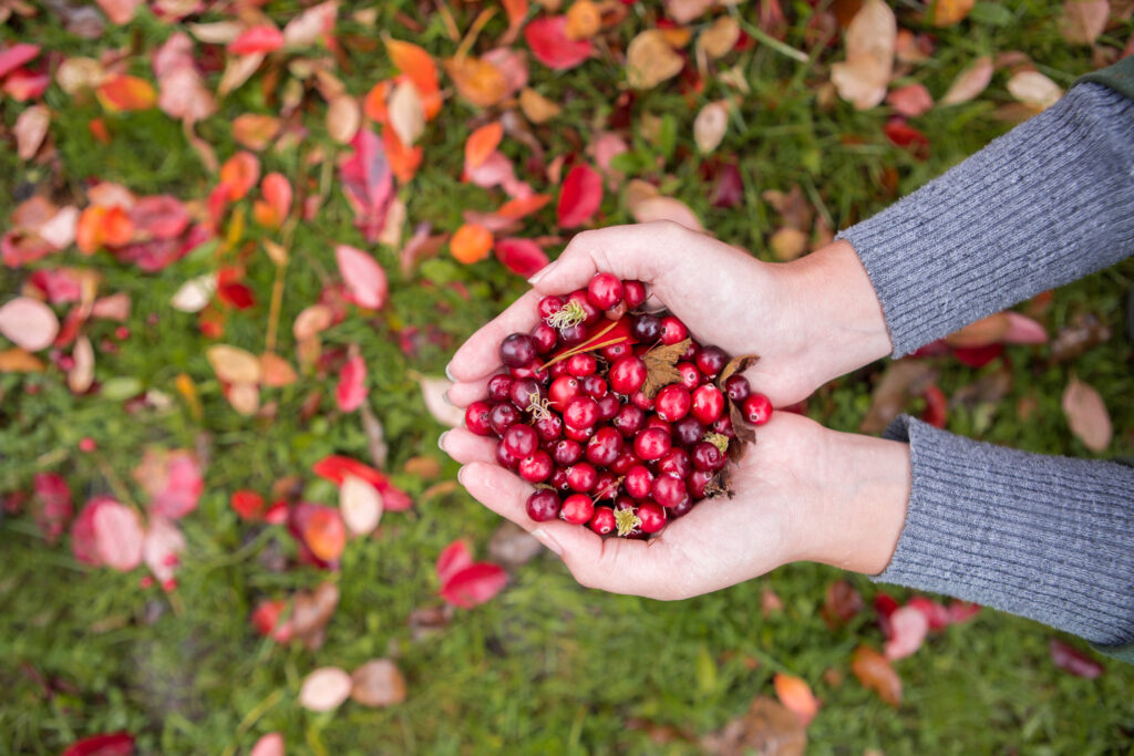 Cranberry Bog Spiders: Exploring Their Size and Habitat