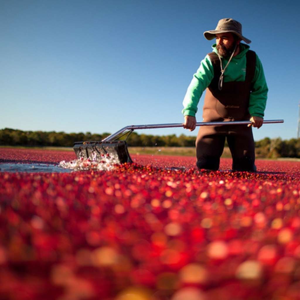 Exploring the Unique Ecosystem of Bog Spiders and Cranberries