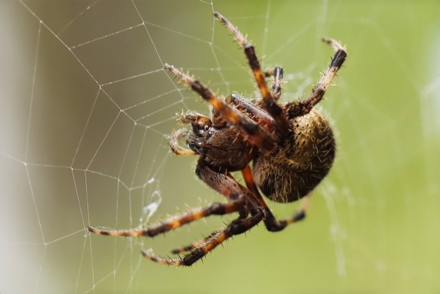 The Fascinating World of Warbler Cranberry Bog Spiders: A Closer Look