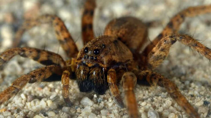 Unveiling Cranberry Bog Spiders: Watch Our Captivating Video Journey